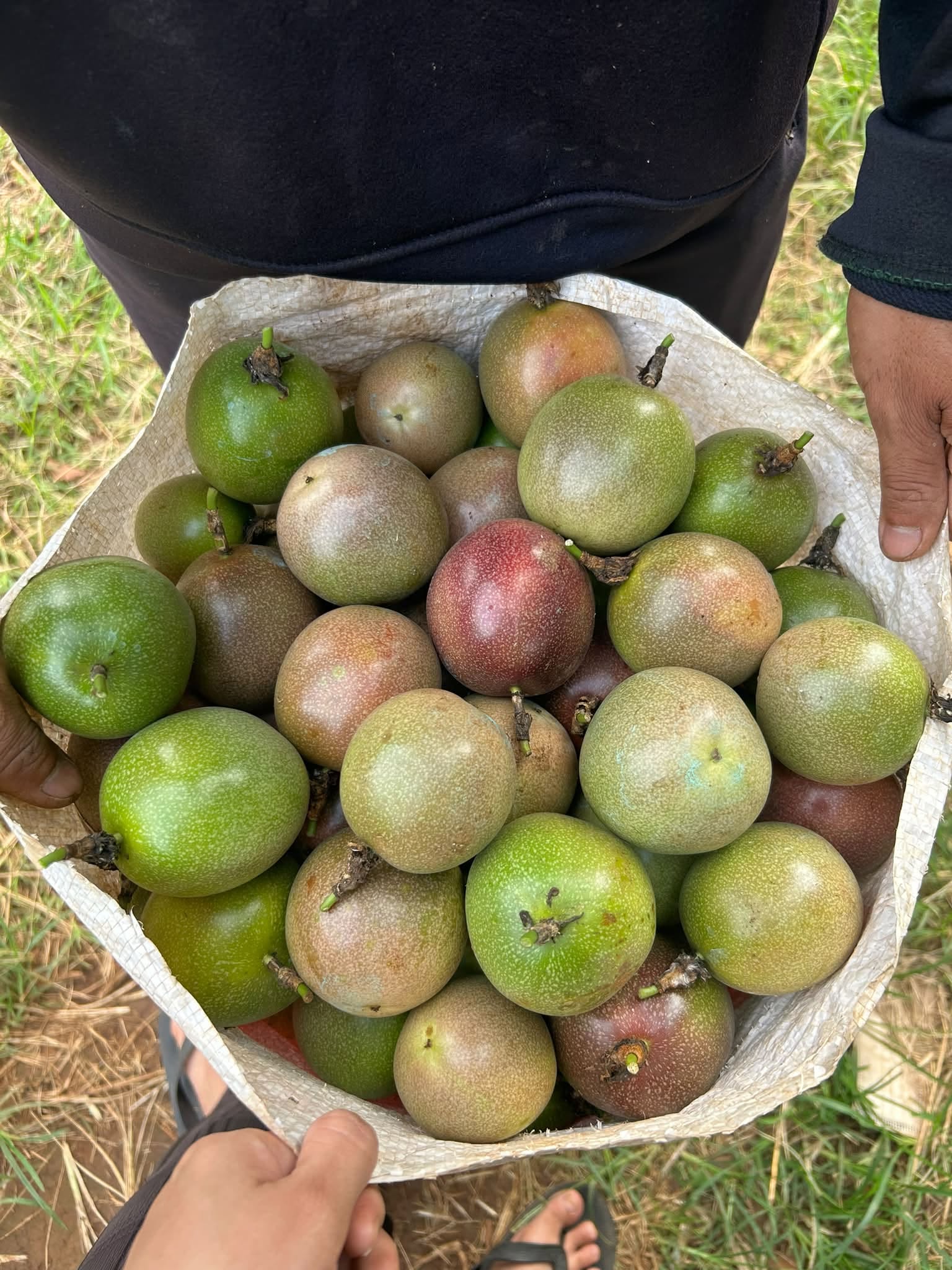 giá chanh dây