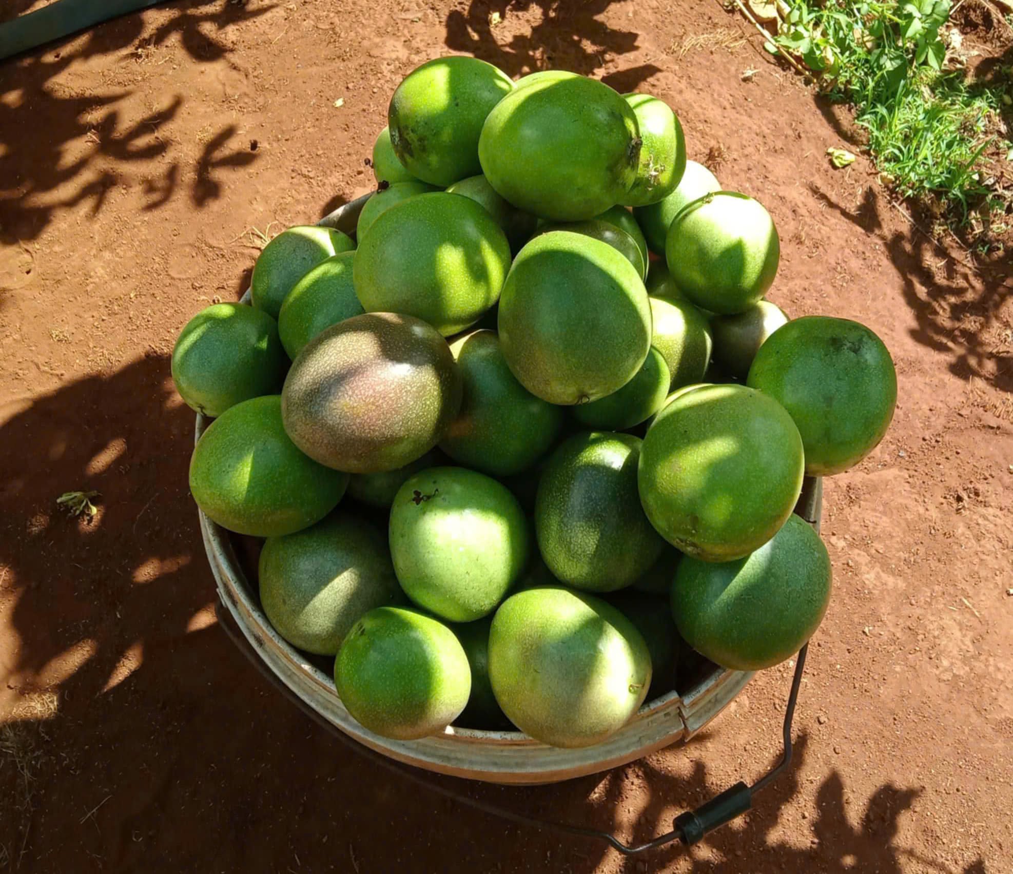 giá chanh dây
