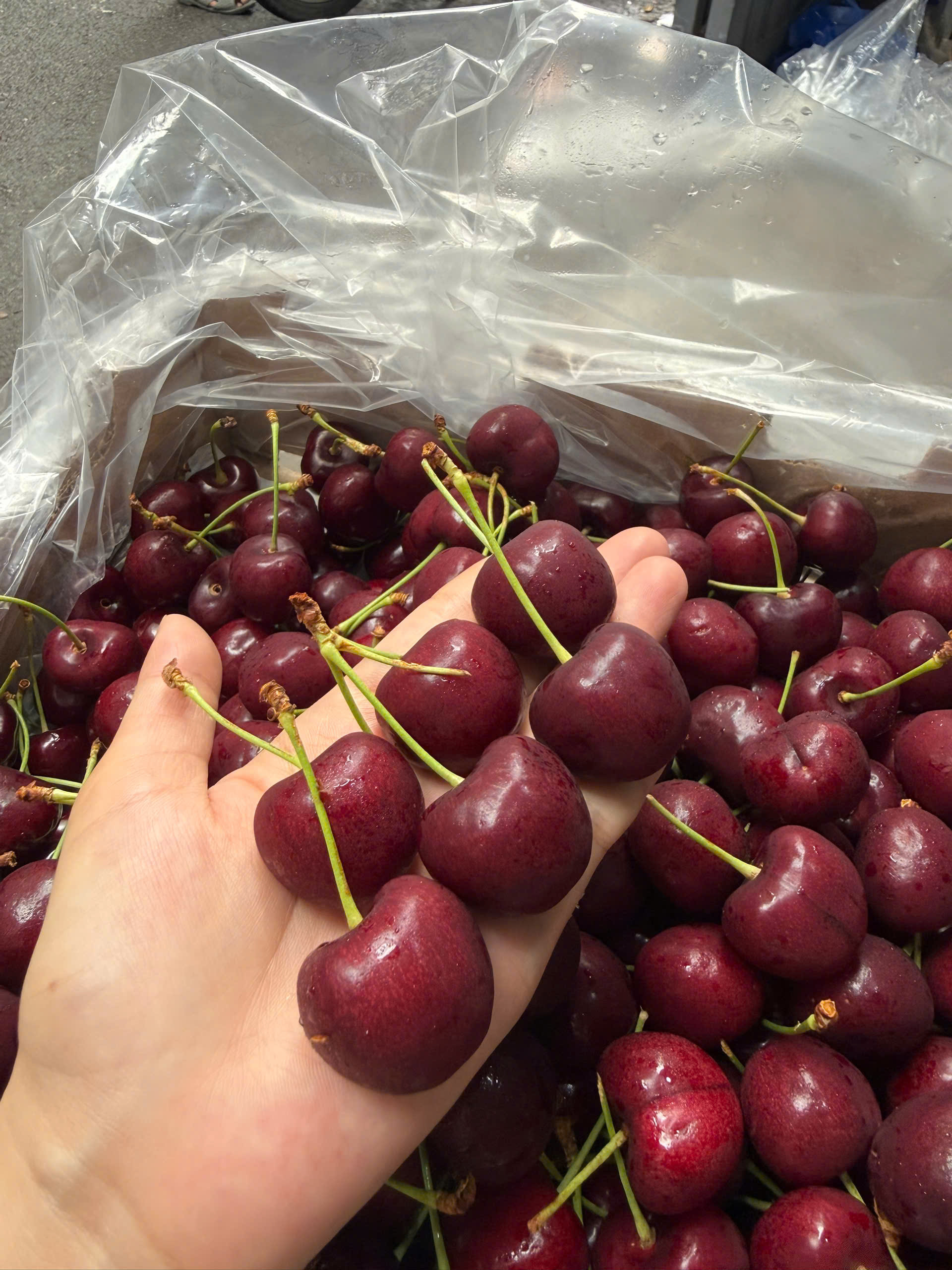 cherry canada
