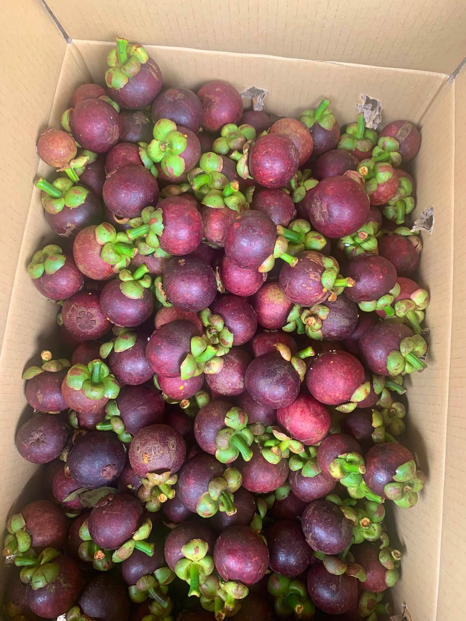 măng cụt