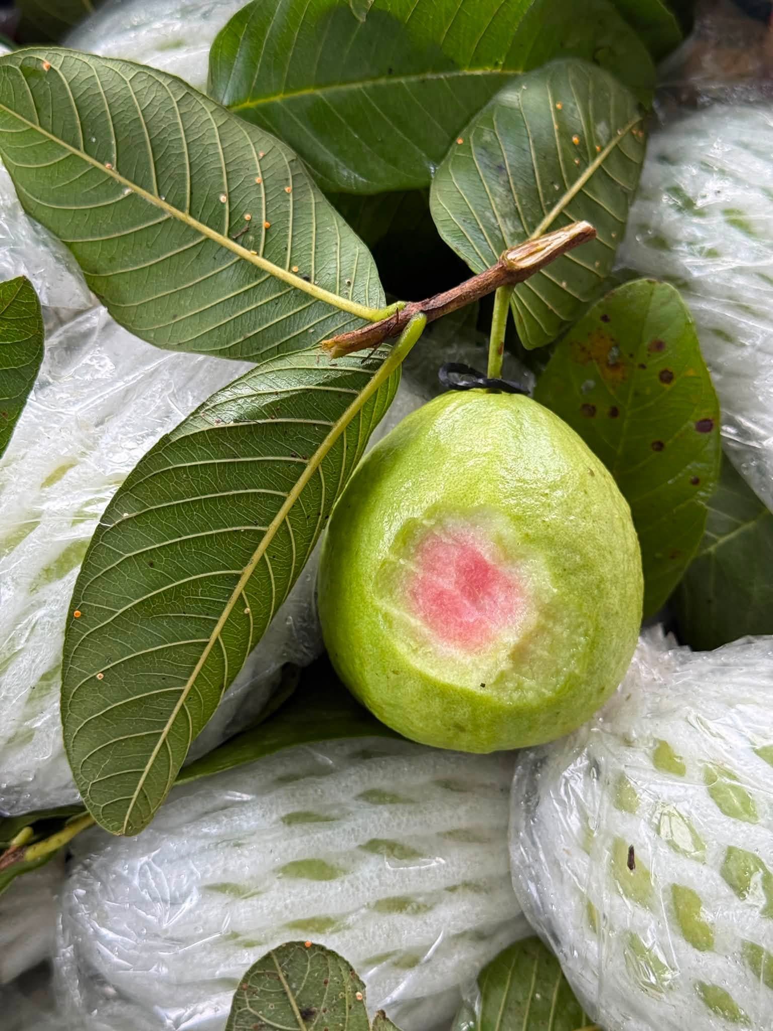 ổi nữ hoàng