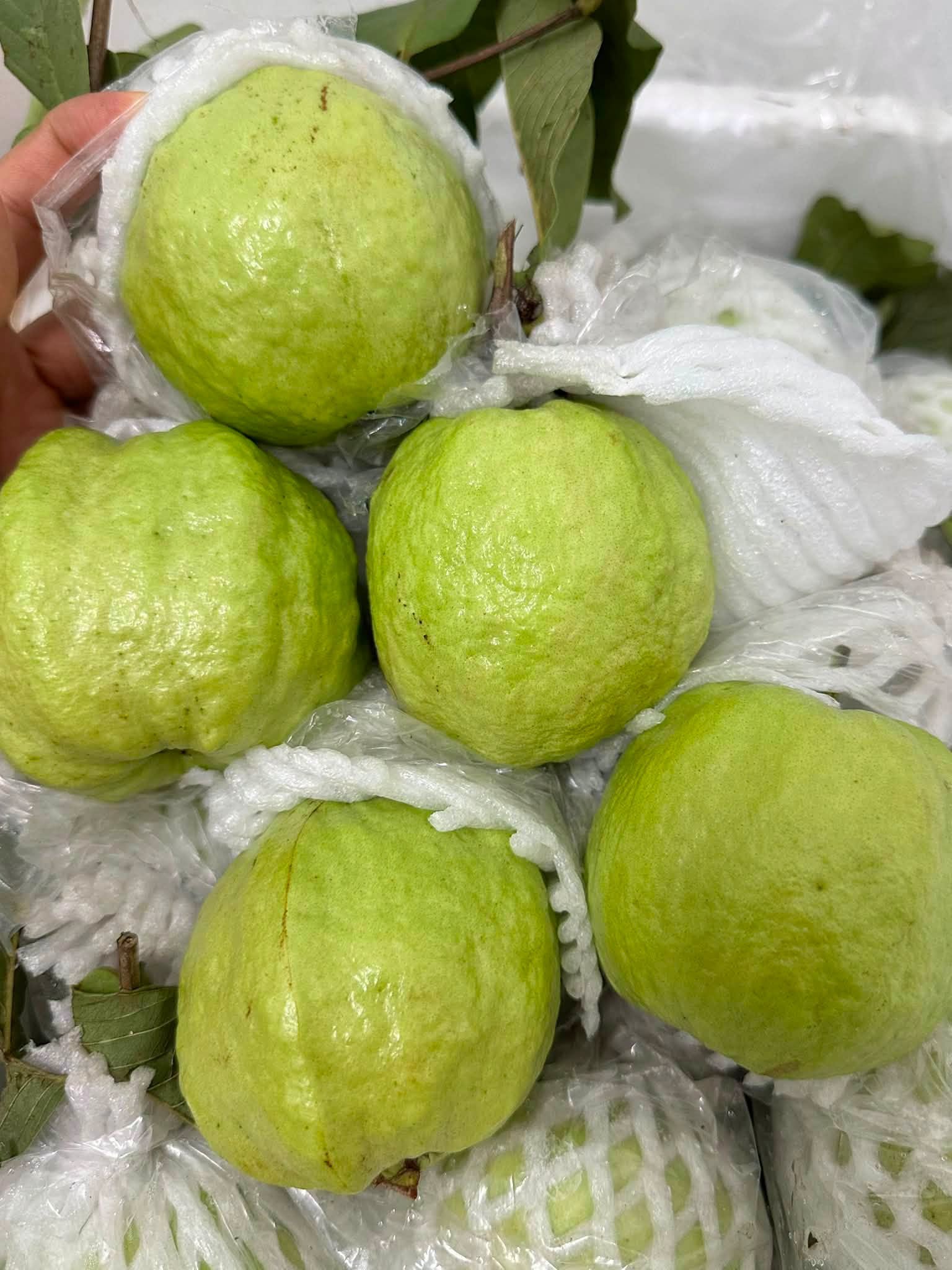 ổi nữ hoàng
