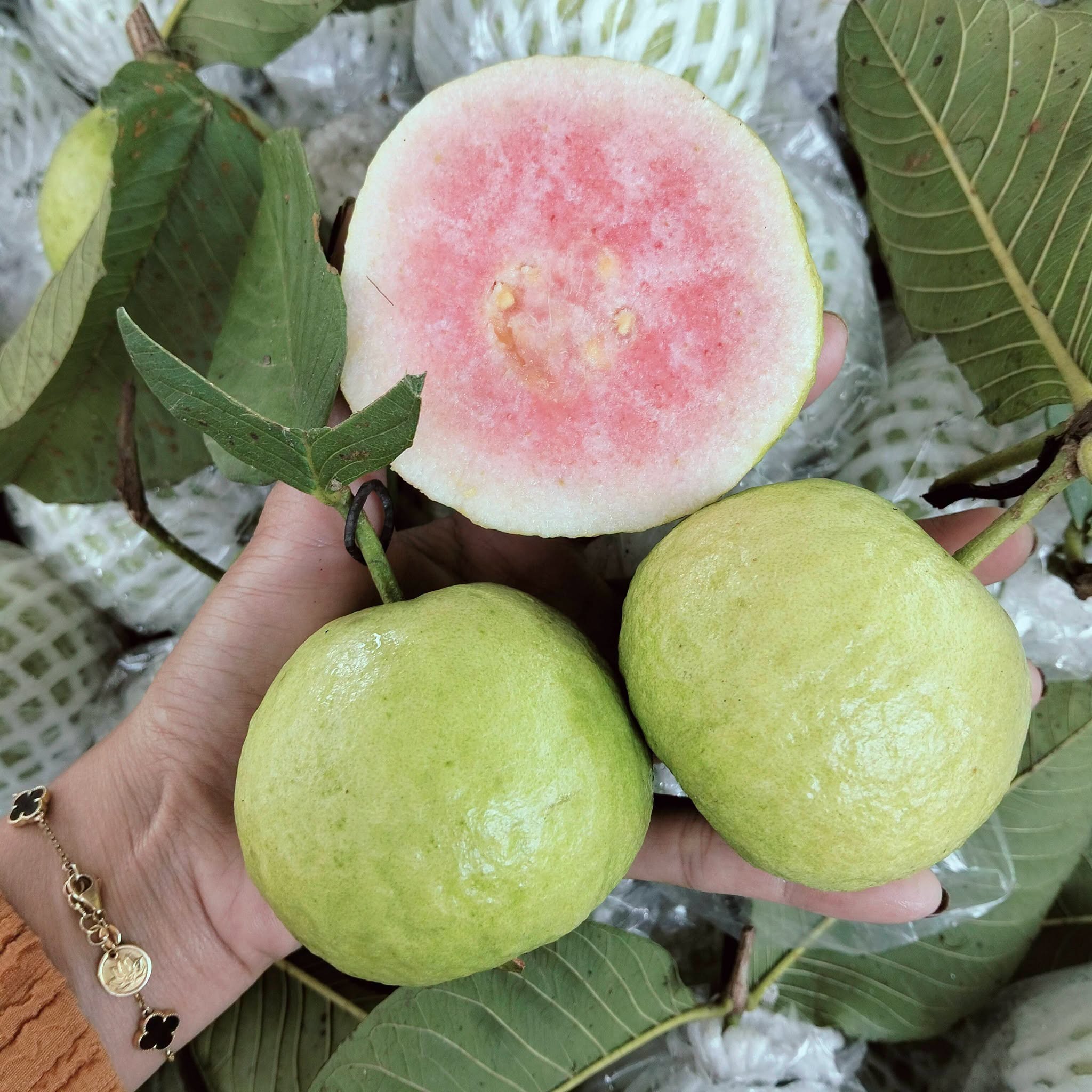 ổi nữ hoàng