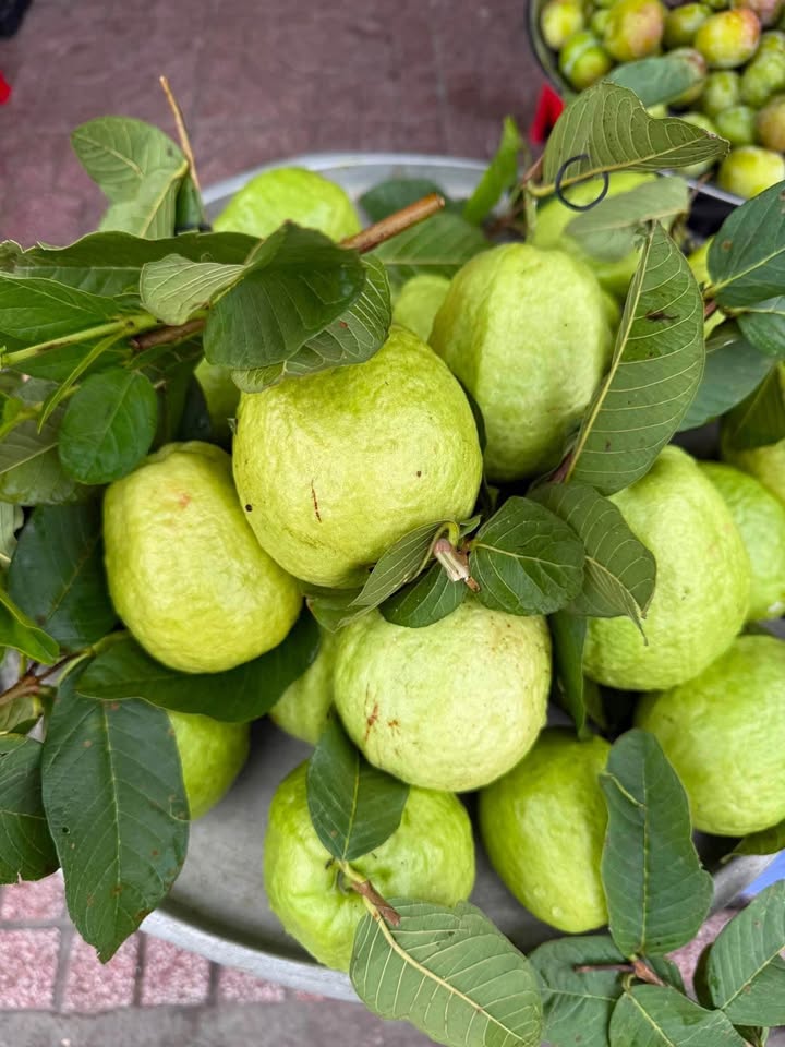 ổi nữ hoàng