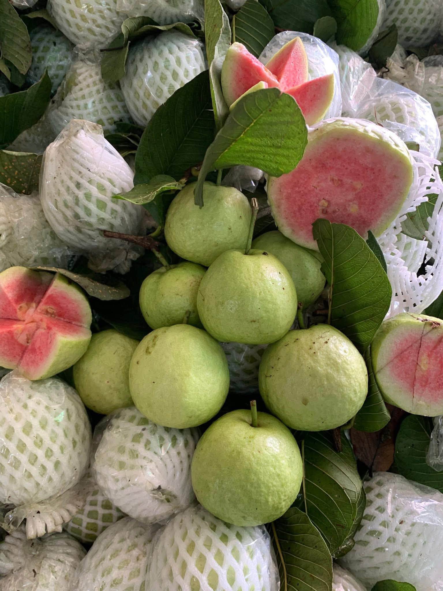 ổi nữ hoàng