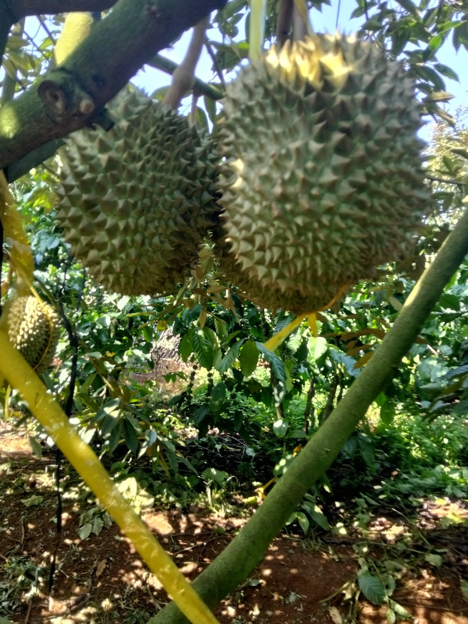 sầu riêng