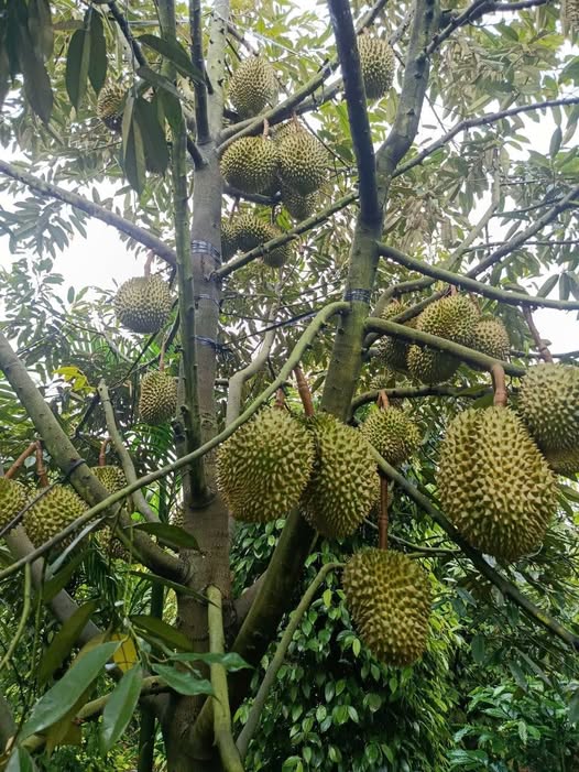 giá sầu riêng