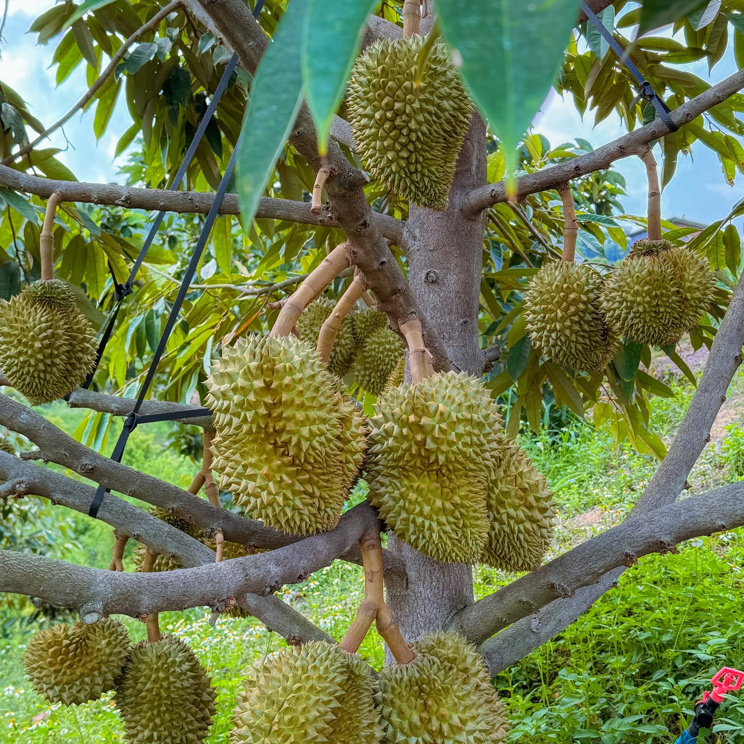 sầu riêng