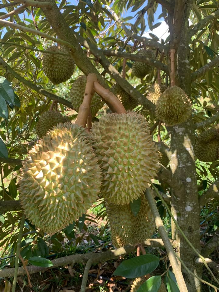 sầu riêng