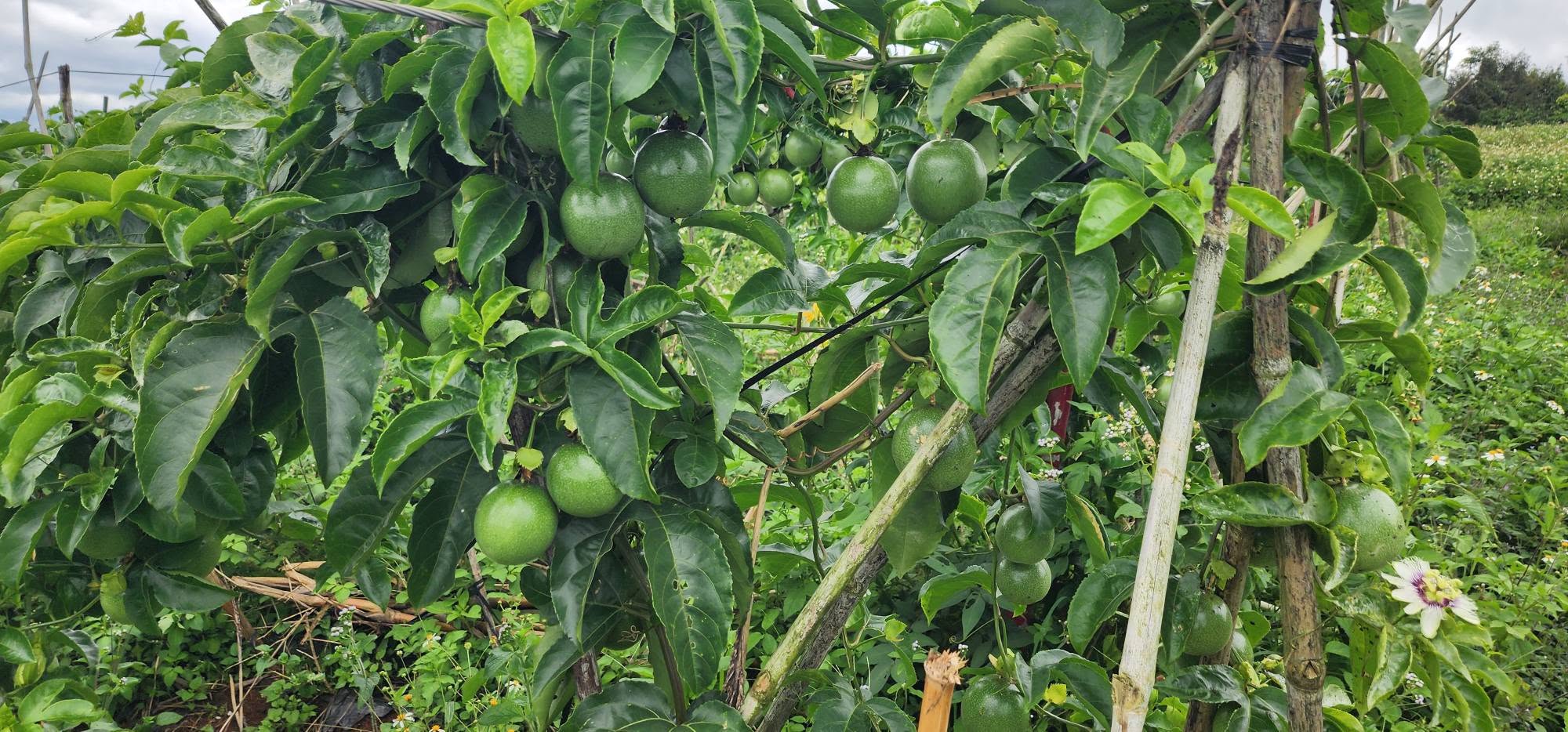 giá chanh dây