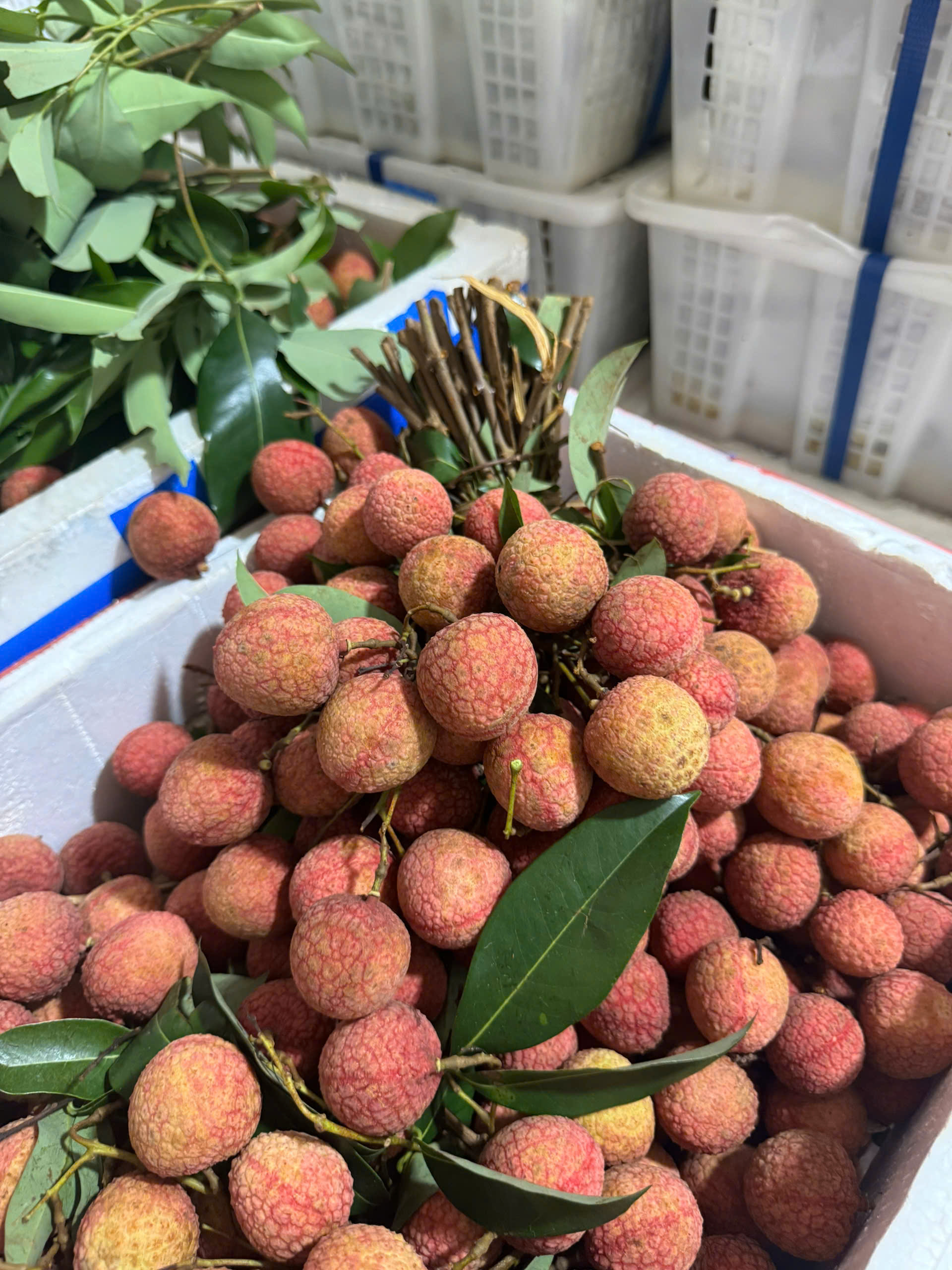vai-thieu