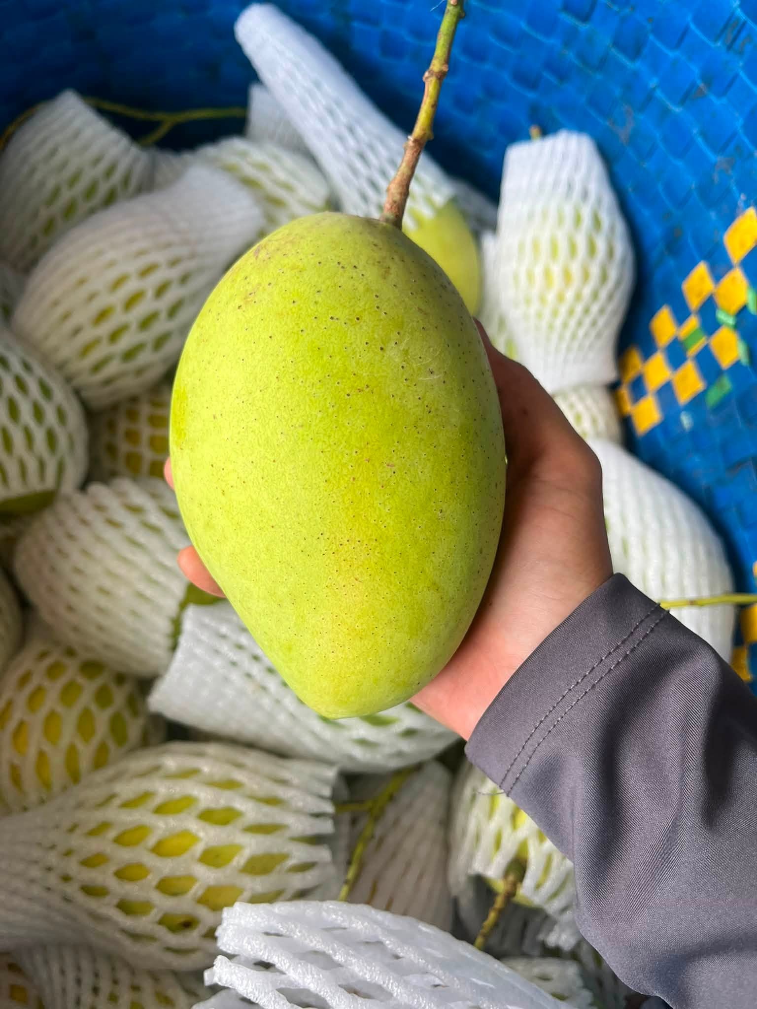 xoài cát